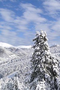 Winter